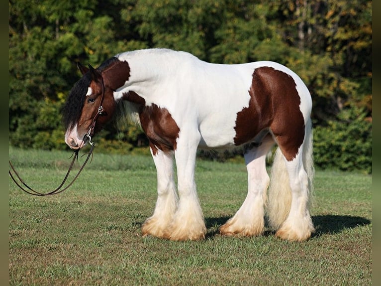 Cob Irlandese / Tinker / Gypsy Vanner Castrone 7 Anni 152 cm Baio ciliegia in Mount Vernon