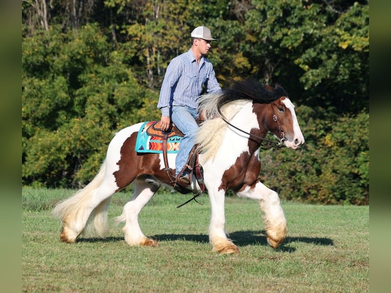 Cob Irlandese / Tinker / Gypsy Vanner Castrone 7 Anni 152 cm Baio ciliegia in Mount Vernon