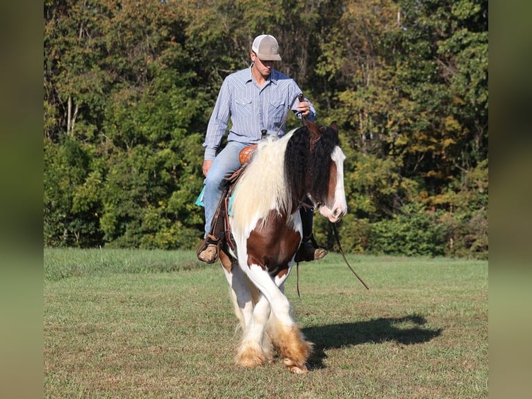 Cob Irlandese / Tinker / Gypsy Vanner Castrone 7 Anni 152 cm Baio ciliegia in Mount Vernon