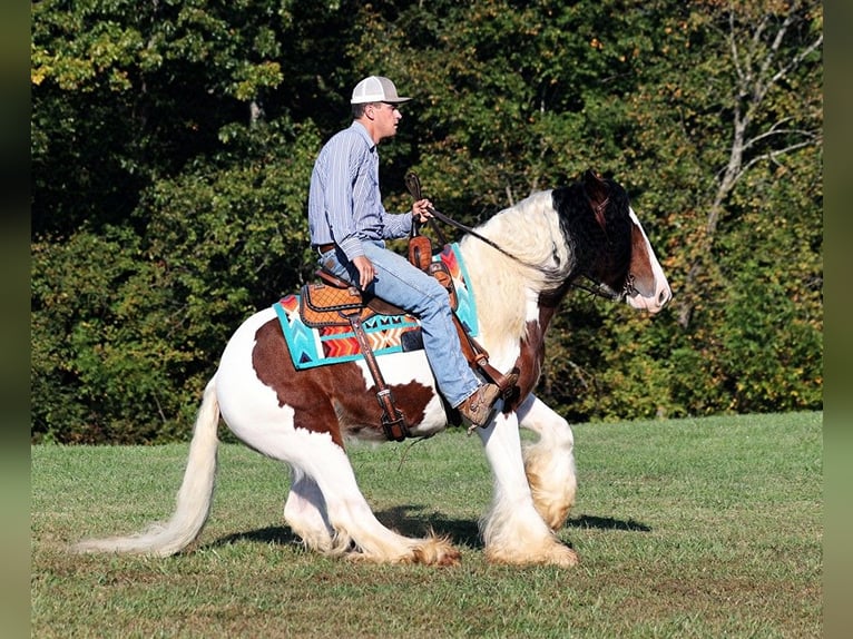 Cob Irlandese / Tinker / Gypsy Vanner Castrone 7 Anni 152 cm Baio ciliegia in Mount Vernon