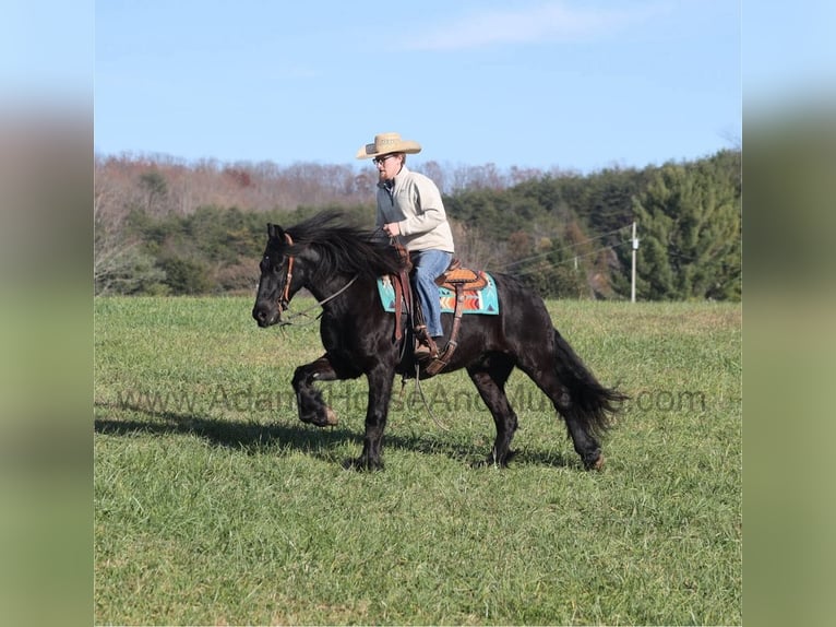 Cob Irlandese / Tinker / Gypsy Vanner Castrone 7 Anni 152 cm Morello in Mount Vernon