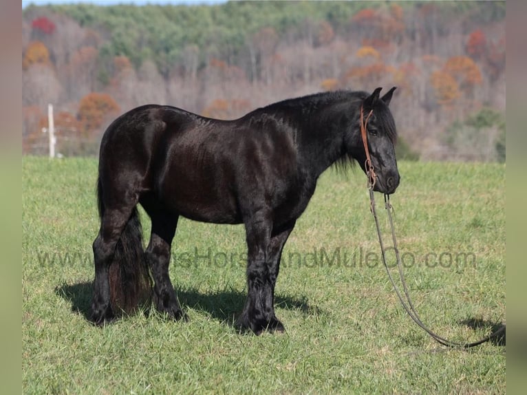 Cob Irlandese / Tinker / Gypsy Vanner Castrone 7 Anni 152 cm Morello in Mount Vernon