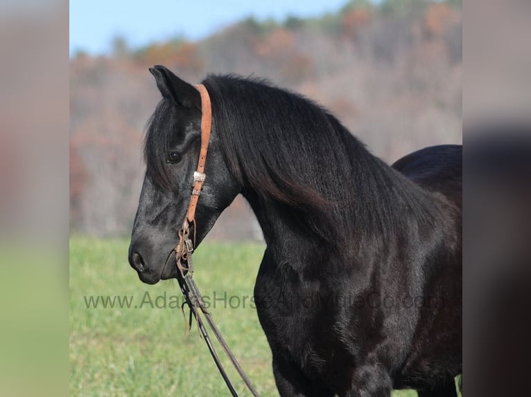 Cob Irlandese / Tinker / Gypsy Vanner Castrone 7 Anni 152 cm Morello in Mount Vernon