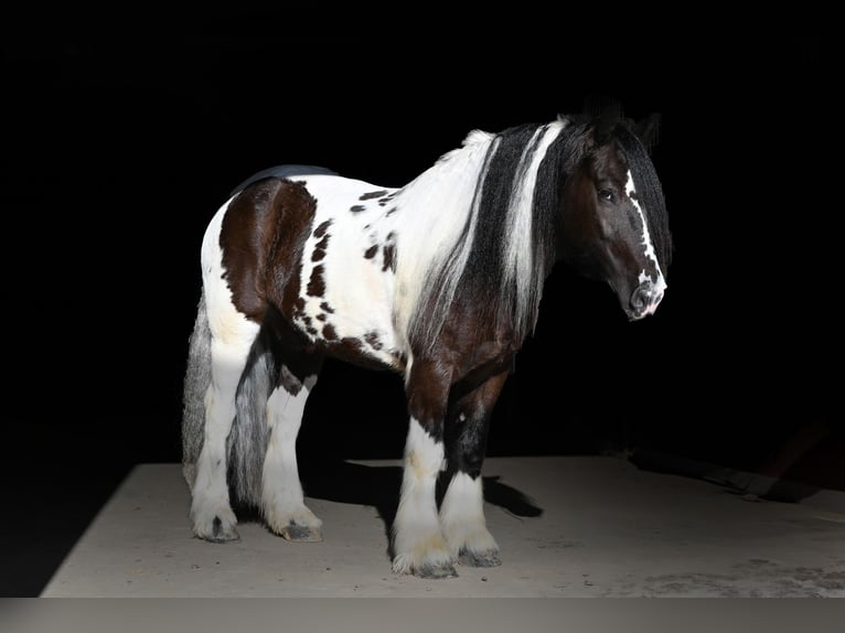 Cob Irlandese / Tinker / Gypsy Vanner Castrone 7 Anni 152 cm in Sioux Falls, SD