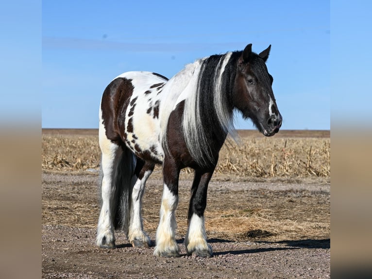 Cob Irlandese / Tinker / Gypsy Vanner Castrone 7 Anni 152 cm in Sioux Falls, SD