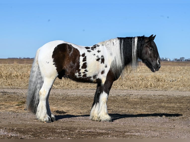 Cob Irlandese / Tinker / Gypsy Vanner Castrone 7 Anni 152 cm in Sioux Falls, SD