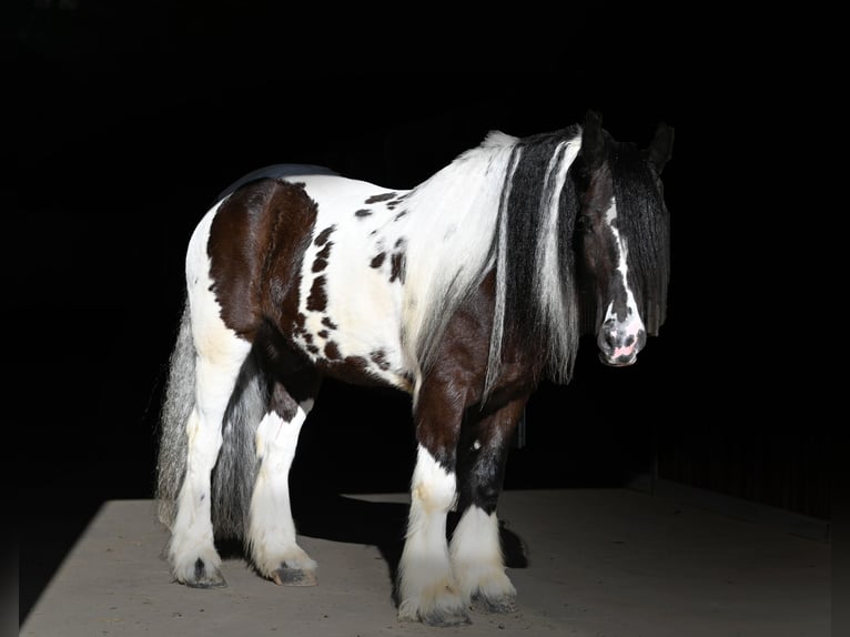 Cob Irlandese / Tinker / Gypsy Vanner Castrone 7 Anni 152 cm in Sioux Falls, SD