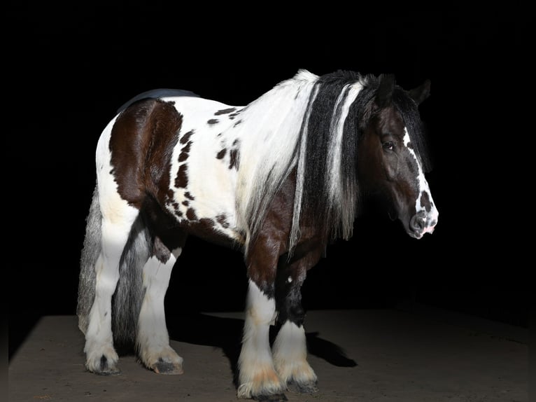 Cob Irlandese / Tinker / Gypsy Vanner Castrone 7 Anni 152 cm in Sioux Falls, SD