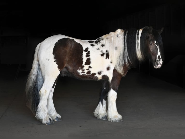 Cob Irlandese / Tinker / Gypsy Vanner Castrone 7 Anni 152 cm in Sioux Falls, SD