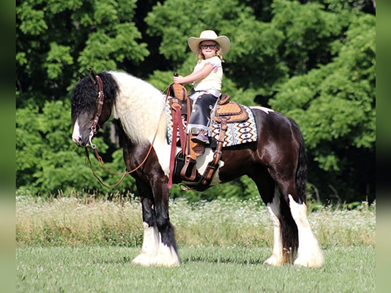 Cob Irlandese / Tinker / Gypsy Vanner Castrone 7 Anni 152 cm Tobiano-tutti i colori in Mount Vernon Ky