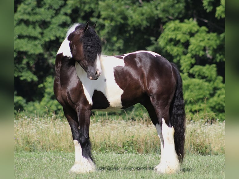 Cob Irlandese / Tinker / Gypsy Vanner Castrone 7 Anni 152 cm Tobiano-tutti i colori in Mount Vernon Ky