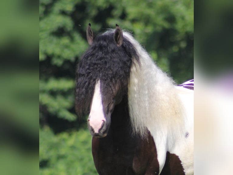 Cob Irlandese / Tinker / Gypsy Vanner Castrone 7 Anni 152 cm Tobiano-tutti i colori in Mount Vernon Ky