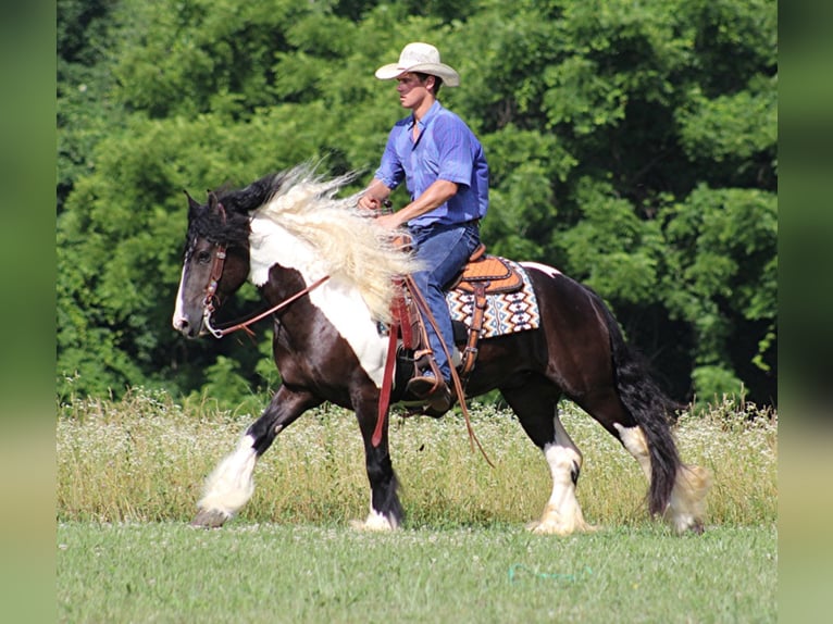 Cob Irlandese / Tinker / Gypsy Vanner Castrone 7 Anni 152 cm Tobiano-tutti i colori in Mount Vernon Ky