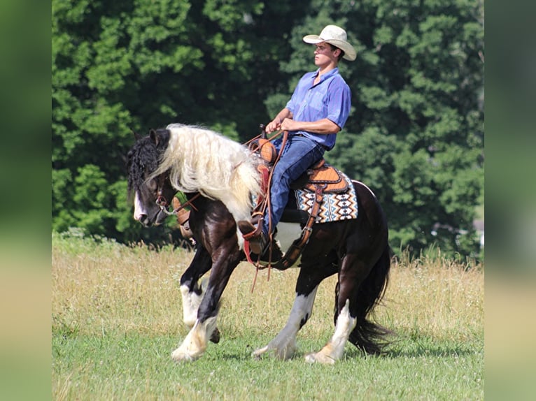 Cob Irlandese / Tinker / Gypsy Vanner Castrone 7 Anni 152 cm Tobiano-tutti i colori in Mount Vernon Ky