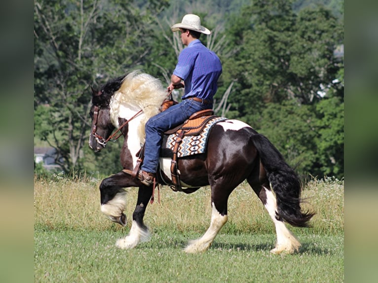 Cob Irlandese / Tinker / Gypsy Vanner Castrone 7 Anni 152 cm Tobiano-tutti i colori in Mount Vernon Ky