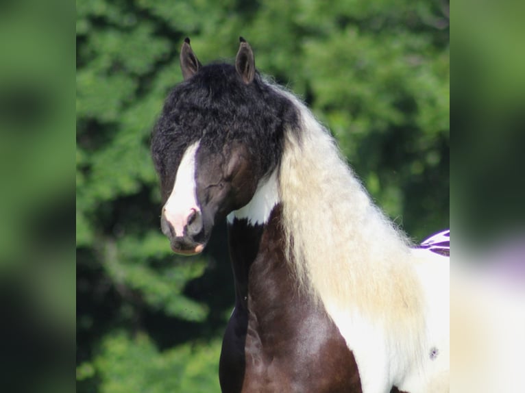 Cob Irlandese / Tinker / Gypsy Vanner Castrone 7 Anni 152 cm Tobiano-tutti i colori in Mount Vernon Ky