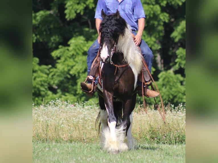 Cob Irlandese / Tinker / Gypsy Vanner Castrone 7 Anni 152 cm Tobiano-tutti i colori in Mount Vernon Ky