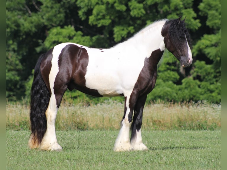 Cob Irlandese / Tinker / Gypsy Vanner Castrone 7 Anni 152 cm Tobiano-tutti i colori in Mount Vernon Ky