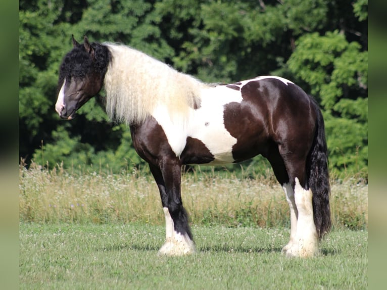 Cob Irlandese / Tinker / Gypsy Vanner Castrone 7 Anni 152 cm Tobiano-tutti i colori in Mount Vernon Ky