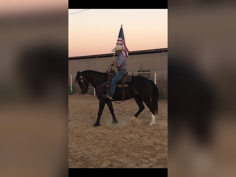 Cob Irlandese / Tinker / Gypsy Vanner Castrone 7 Anni 155 cm Morello in Stephenville TX