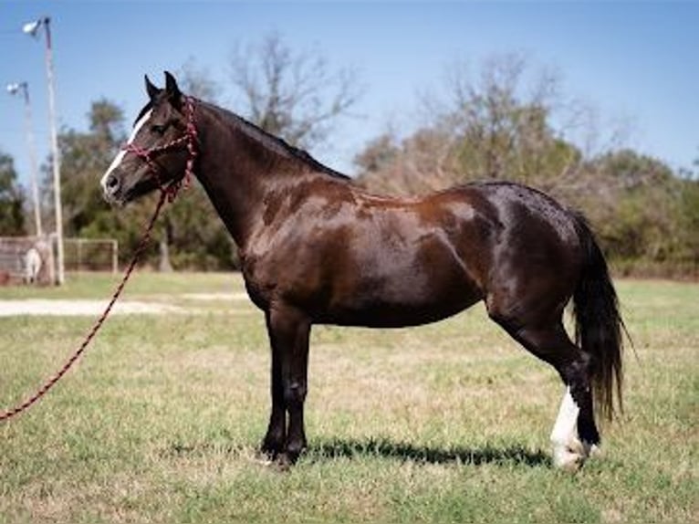 Cob Irlandese / Tinker / Gypsy Vanner Castrone 7 Anni 155 cm Morello in Stephenville TX