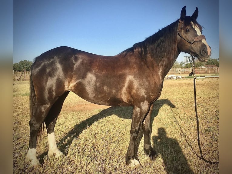 Cob Irlandese / Tinker / Gypsy Vanner Castrone 7 Anni 155 cm Morello in Stephenville TX