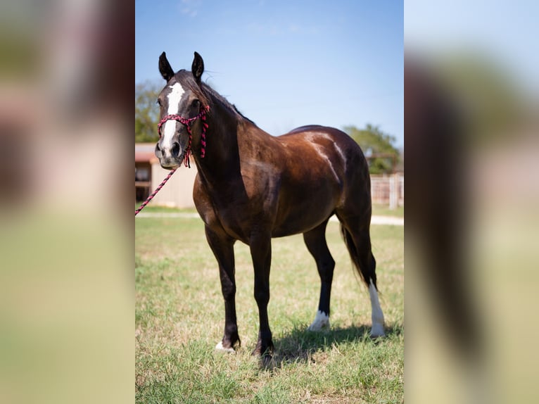 Cob Irlandese / Tinker / Gypsy Vanner Castrone 7 Anni 155 cm Morello in Stephenville TX