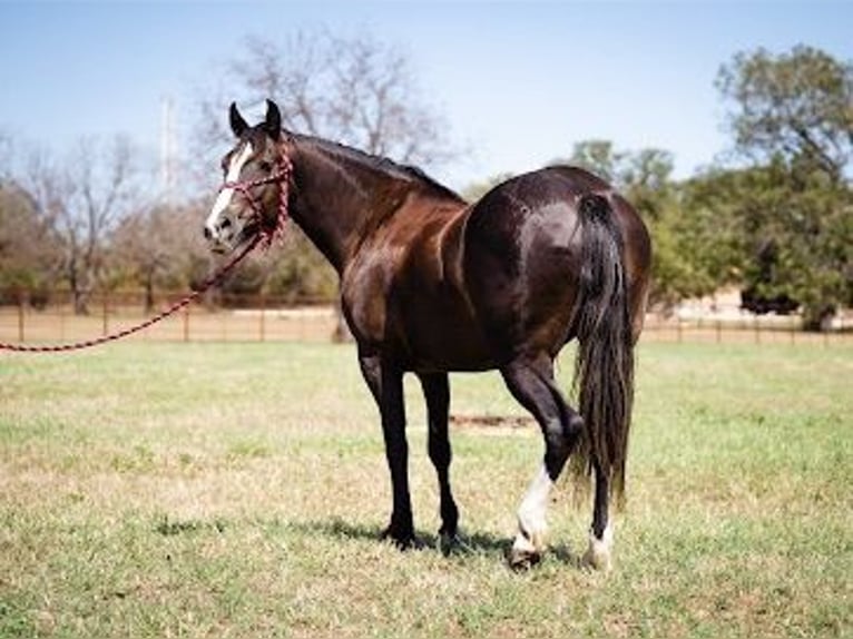 Cob Irlandese / Tinker / Gypsy Vanner Castrone 7 Anni 155 cm Morello in Stephenville TX