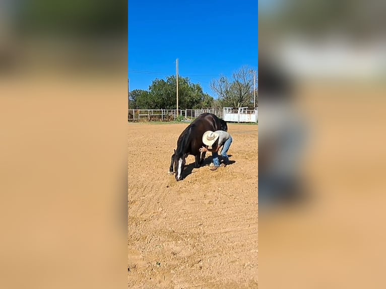 Cob Irlandese / Tinker / Gypsy Vanner Castrone 7 Anni 155 cm Morello in Stephenville TX