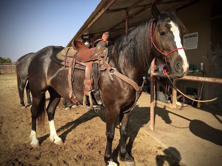 Cob Irlandese / Tinker / Gypsy Vanner Castrone 7 Anni 155 cm Morello in Stephenville TX