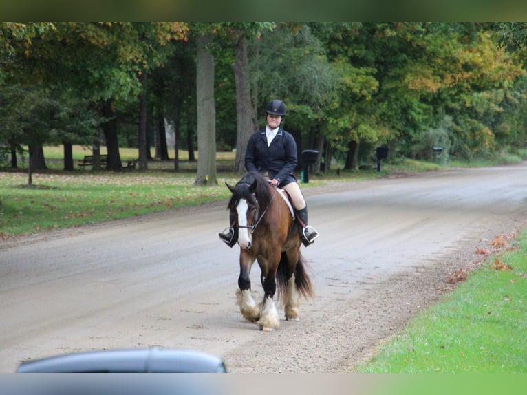 Cob Irlandese / Tinker / Gypsy Vanner Castrone 7 Anni 157 cm Baio ciliegia in Howell Mi