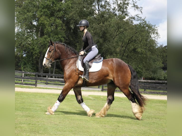 Cob Irlandese / Tinker / Gypsy Vanner Castrone 7 Anni 157 cm Baio ciliegia in Howell Mi