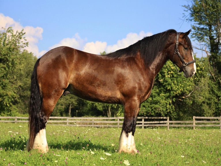 Cob Irlandese / Tinker / Gypsy Vanner Castrone 7 Anni 157 cm Baio ciliegia in Howell Mi