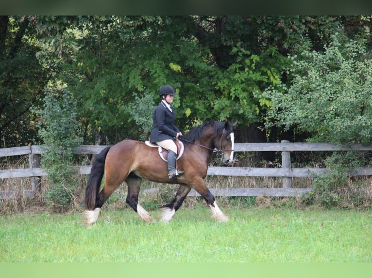 Cob Irlandese / Tinker / Gypsy Vanner Castrone 7 Anni 157 cm Baio ciliegia in Howell Mi