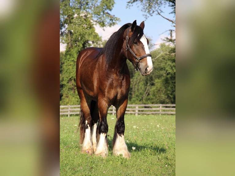 Cob Irlandese / Tinker / Gypsy Vanner Castrone 7 Anni 157 cm Baio ciliegia in Howell Mi