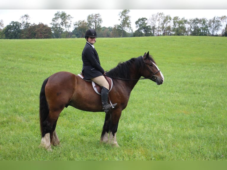 Cob Irlandese / Tinker / Gypsy Vanner Castrone 7 Anni 157 cm Baio ciliegia in Howell Mi