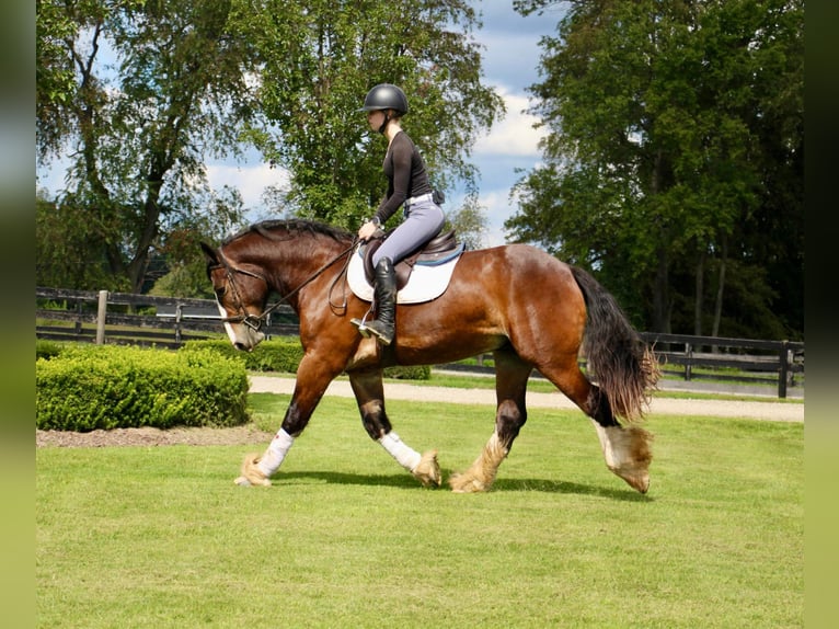 Cob Irlandese / Tinker / Gypsy Vanner Castrone 7 Anni 157 cm Baio ciliegia in Howell Mi