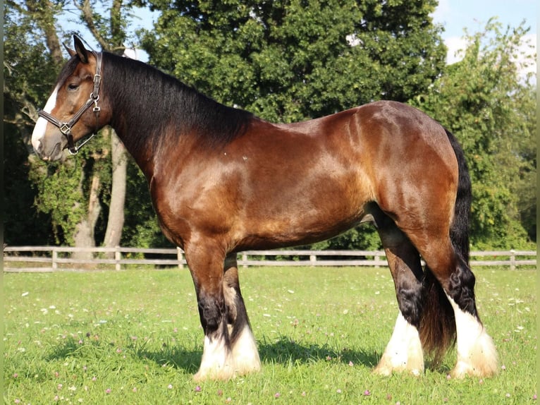 Cob Irlandese / Tinker / Gypsy Vanner Castrone 7 Anni 157 cm Baio ciliegia in Howell Mi