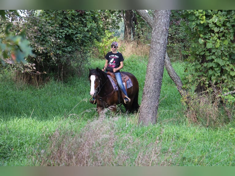 Cob Irlandese / Tinker / Gypsy Vanner Castrone 7 Anni 157 cm Baio ciliegia in Howell Mi