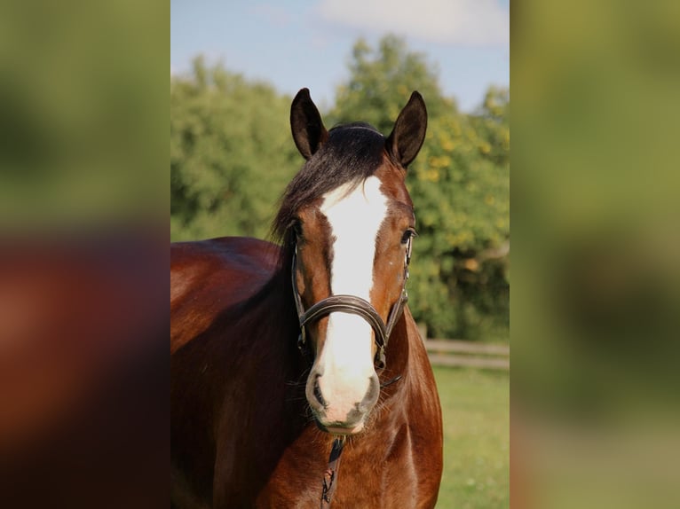 Cob Irlandese / Tinker / Gypsy Vanner Castrone 7 Anni 157 cm Baio ciliegia in Howell Mi