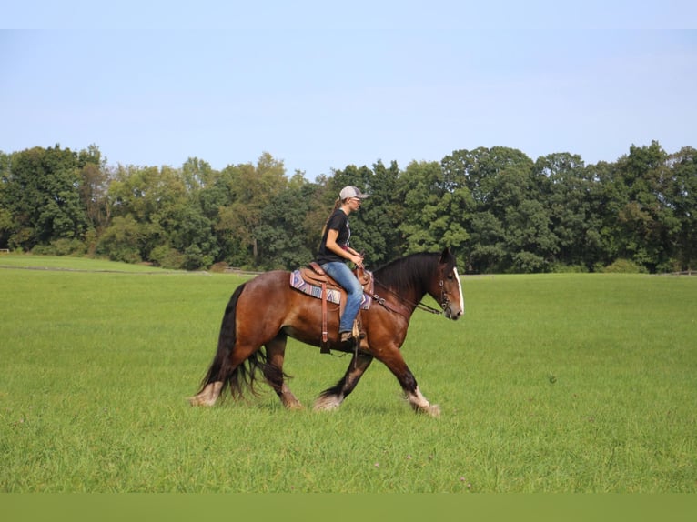 Cob Irlandese / Tinker / Gypsy Vanner Castrone 7 Anni 157 cm Baio ciliegia in Howell Mi