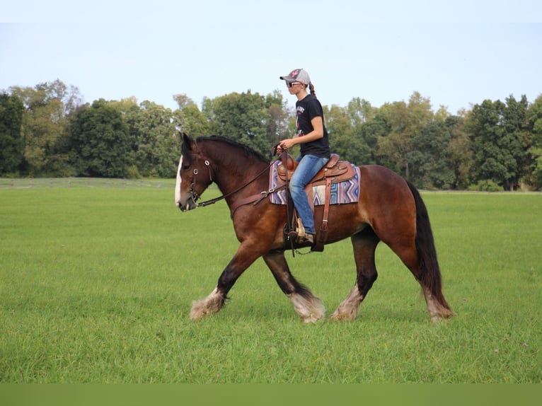 Cob Irlandese / Tinker / Gypsy Vanner Castrone 7 Anni 157 cm Baio ciliegia in Howell Mi