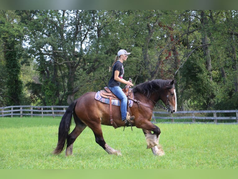 Cob Irlandese / Tinker / Gypsy Vanner Castrone 7 Anni 157 cm Baio ciliegia in Howell Mi