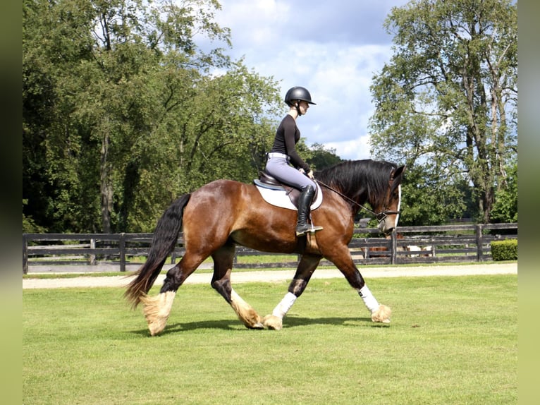 Cob Irlandese / Tinker / Gypsy Vanner Castrone 7 Anni 157 cm Baio ciliegia in Howell Mi