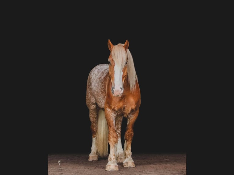 Cob Irlandese / Tinker / Gypsy Vanner Castrone 7 Anni 157 cm Sauro ciliegia in Dallas PA