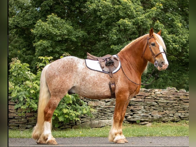 Cob Irlandese / Tinker / Gypsy Vanner Castrone 7 Anni 157 cm Sauro ciliegia in Dallas PA