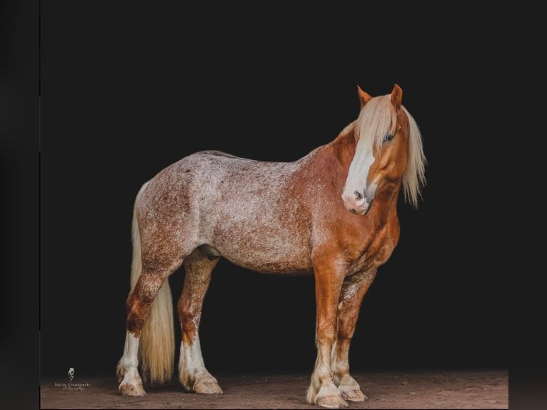 Cob Irlandese / Tinker / Gypsy Vanner Castrone 7 Anni 157 cm Sauro ciliegia in Dallas PA