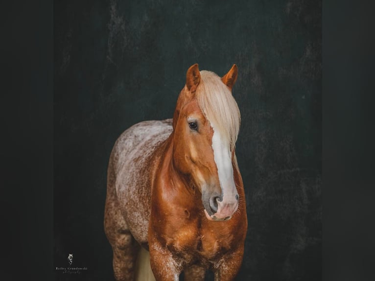 Cob Irlandese / Tinker / Gypsy Vanner Castrone 7 Anni 157 cm Sauro ciliegia in Dallas PA