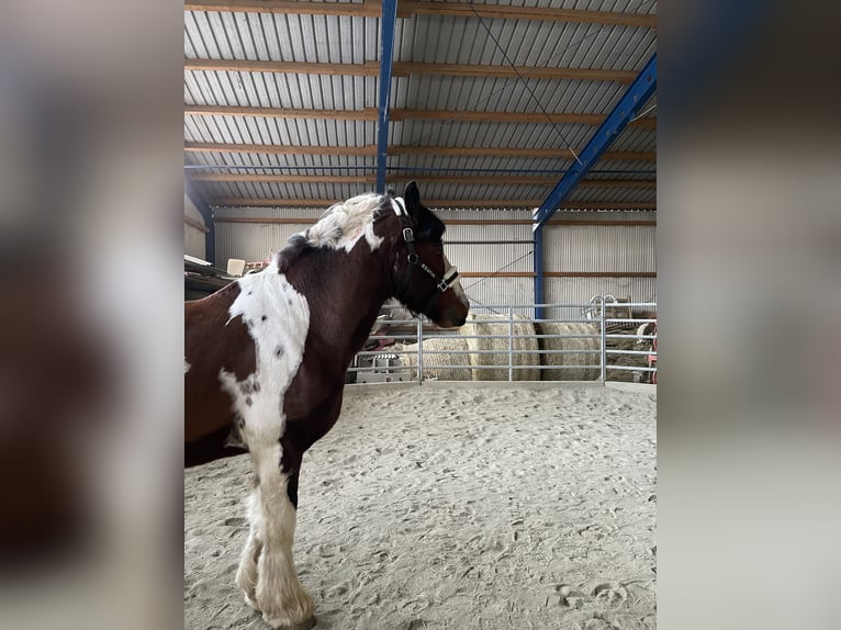 Cob Irlandese / Tinker / Gypsy Vanner Castrone 7 Anni 158 cm Baio in Stockerau