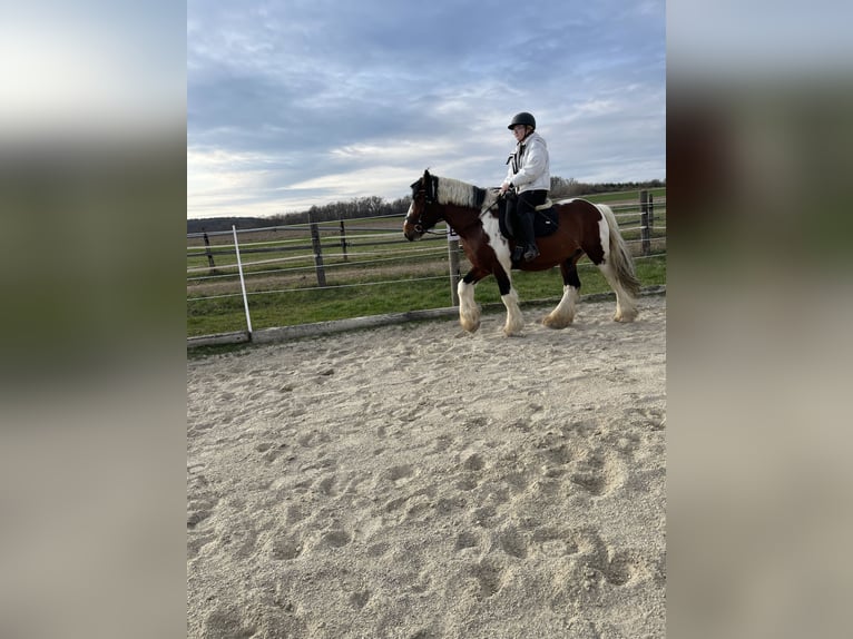 Cob Irlandese / Tinker / Gypsy Vanner Castrone 7 Anni 158 cm Baio in Stockerau